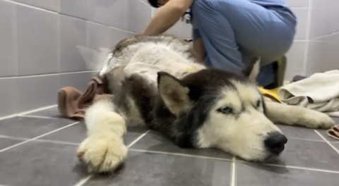 보행장애-대형견과의-마지막-1년-17-이미지