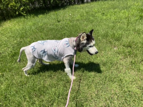 보행장애-대형견과의-마지막-1년-23-이미지