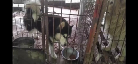 보행장애-대형견과의-마지막-1년-12-이미지