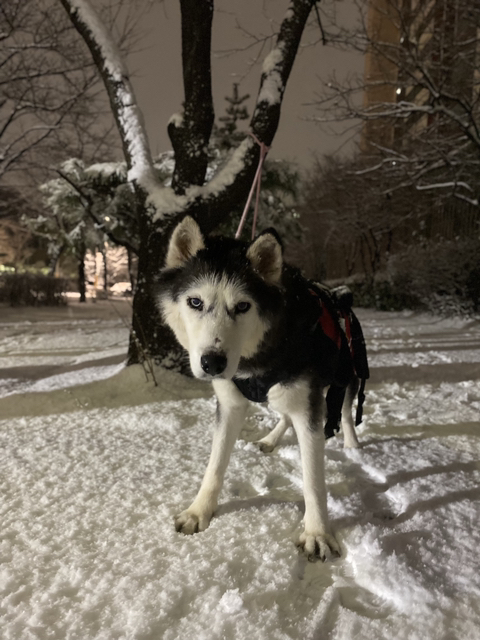 보행장애-대형견과의-마지막-1년-79-이미지