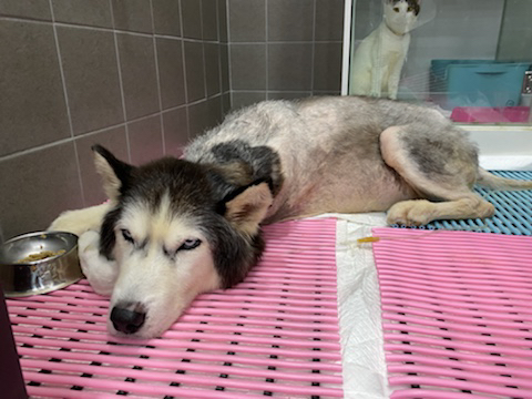 보행장애-대형견과의-마지막-1년-39-이미지