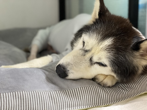 보행장애-대형견과의-마지막-1년-20-이미지