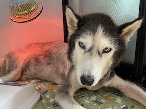 보행장애-대형견과의-마지막-1년-36-이미지