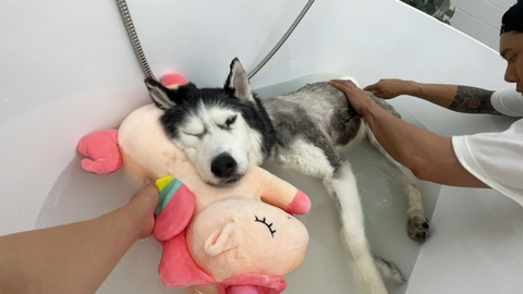 보행장애-대형견과의-마지막-1년-93-이미지