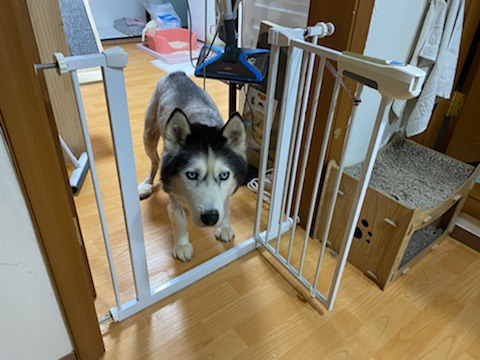 보행장애-대형견과의-마지막-1년-30-이미지