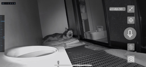 보행장애-대형견과의-마지막-1년-74-이미지