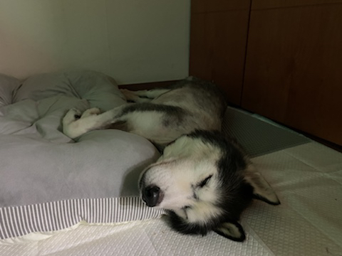 보행장애-대형견과의-마지막-1년-61-이미지