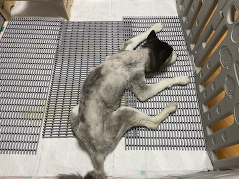 보행장애-대형견과의-마지막-1년-89-이미지