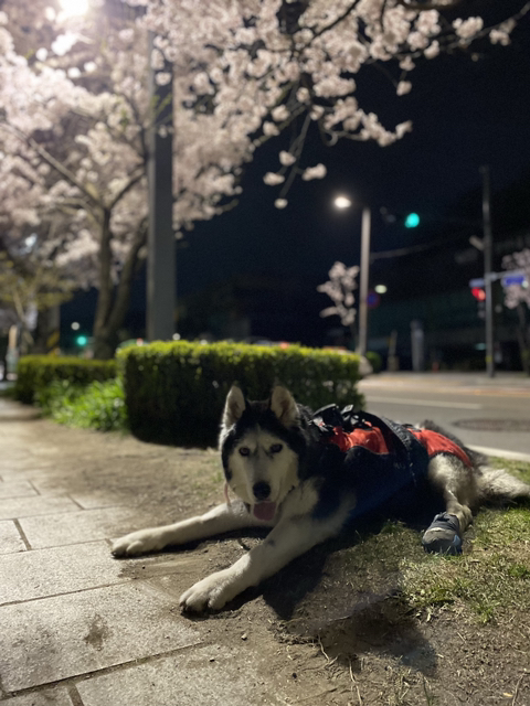 보행장애-대형견과의-마지막-1년-83-이미지