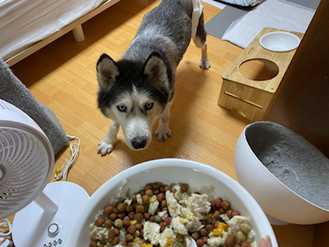 보행장애-대형견과의-마지막-1년-68-이미지