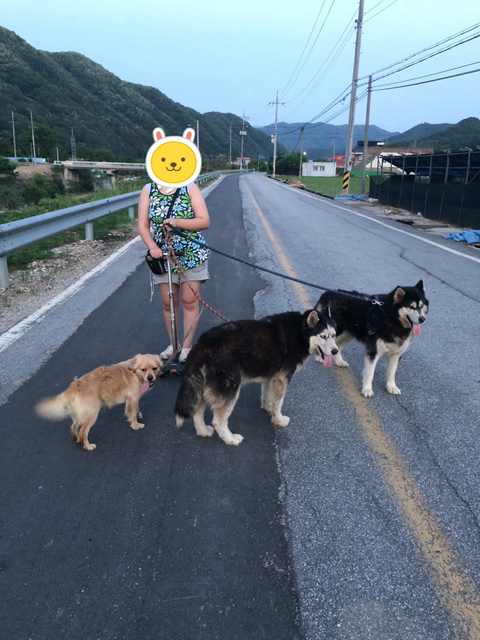 보행장애-대형견과의-마지막-1년-1-이미지