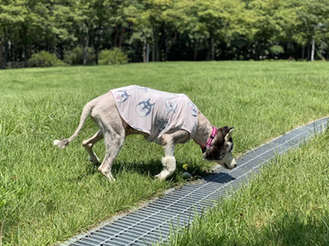 보행장애-대형견과의-마지막-1년-24-이미지