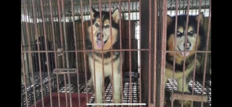 보행장애-대형견과의-마지막-1년-13-이미지