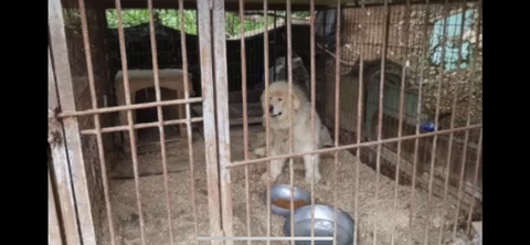 보행장애-대형견과의-마지막-1년-15-이미지