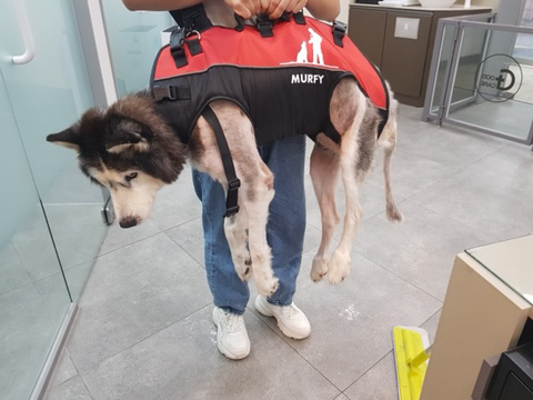 보행장애-대형견과의-마지막-1년-43-이미지