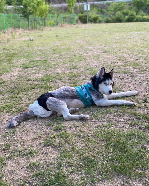 보행장애-대형견과의-마지막-1년-90-이미지