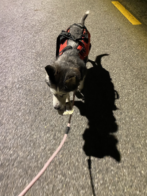 보행장애-대형견과의-마지막-1년-76-이미지