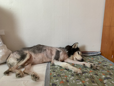 보행장애-대형견과의-마지막-1년-51-이미지