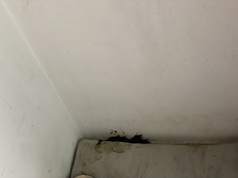 보행장애-대형견과의-마지막-1년-28-이미지