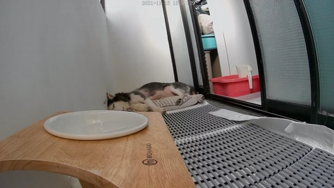 보행장애-대형견과의-마지막-1년-73-이미지