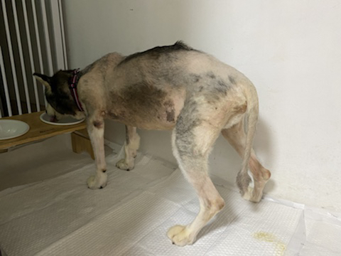 보행장애-대형견과의-마지막-1년-31-이미지