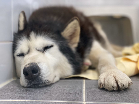 보행장애-대형견과의-마지막-1년-7-이미지