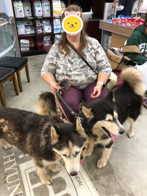 보행장애-대형견과의-마지막-1년-0-이미지