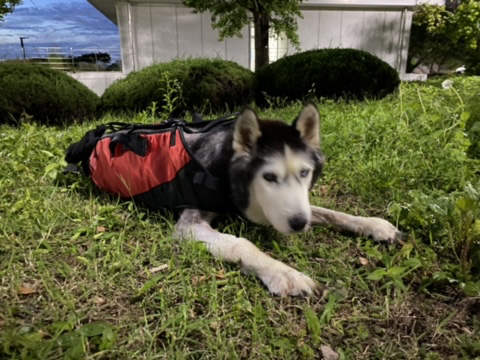 보행장애-대형견과의-마지막-1년-52-이미지