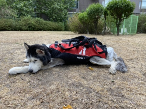 보행장애-대형견과의-마지막-1년-91-이미지