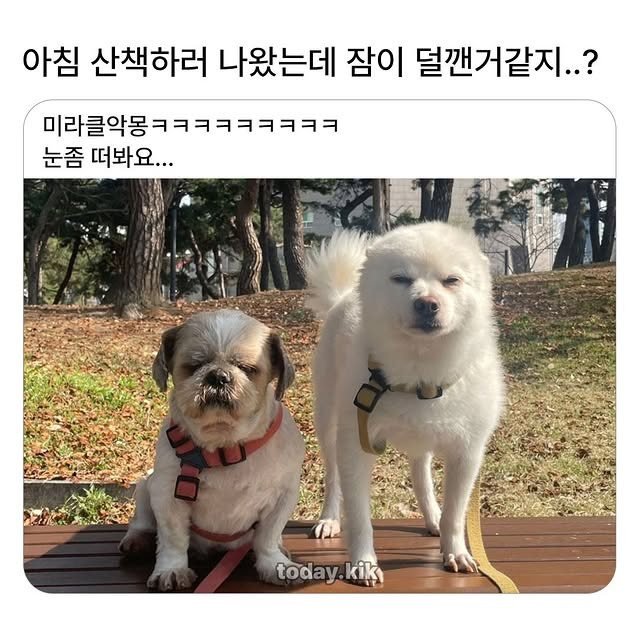아침-산책하러-나왔는데-잠이-덜-깬-거-같지...?-0-이미지