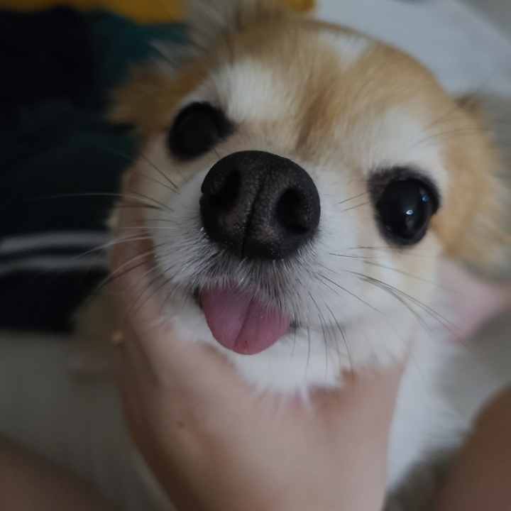 아-우리집-고양이가-울-댕댕-혓바닥-깨물었어-0-이미지