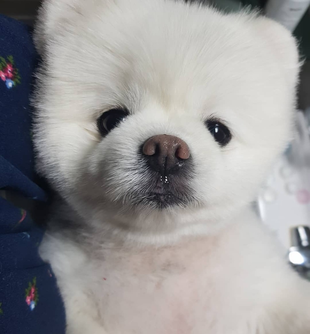 과자-같은-음식물을-땅에-떨어트리면-8-이미지