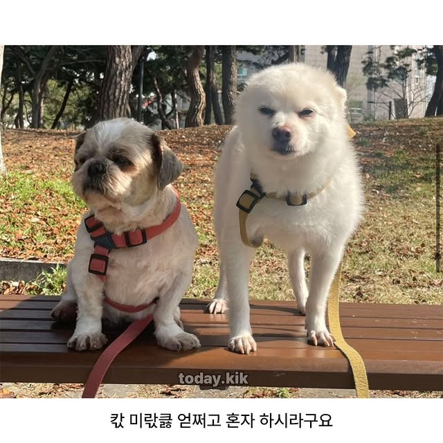 아침-산책하러-나왔는데-잠이-덜-깬-거-같지...?-2-이미지