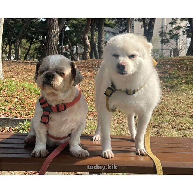 아침-산책하러-나왔는데-잠이-덜-깬-거-같지...?-1-이미지