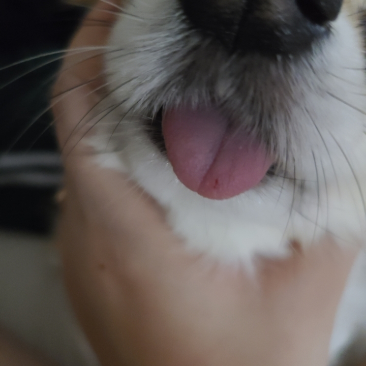 아-우리집-고양이가-울-댕댕-혓바닥-깨물었어-1-이미지