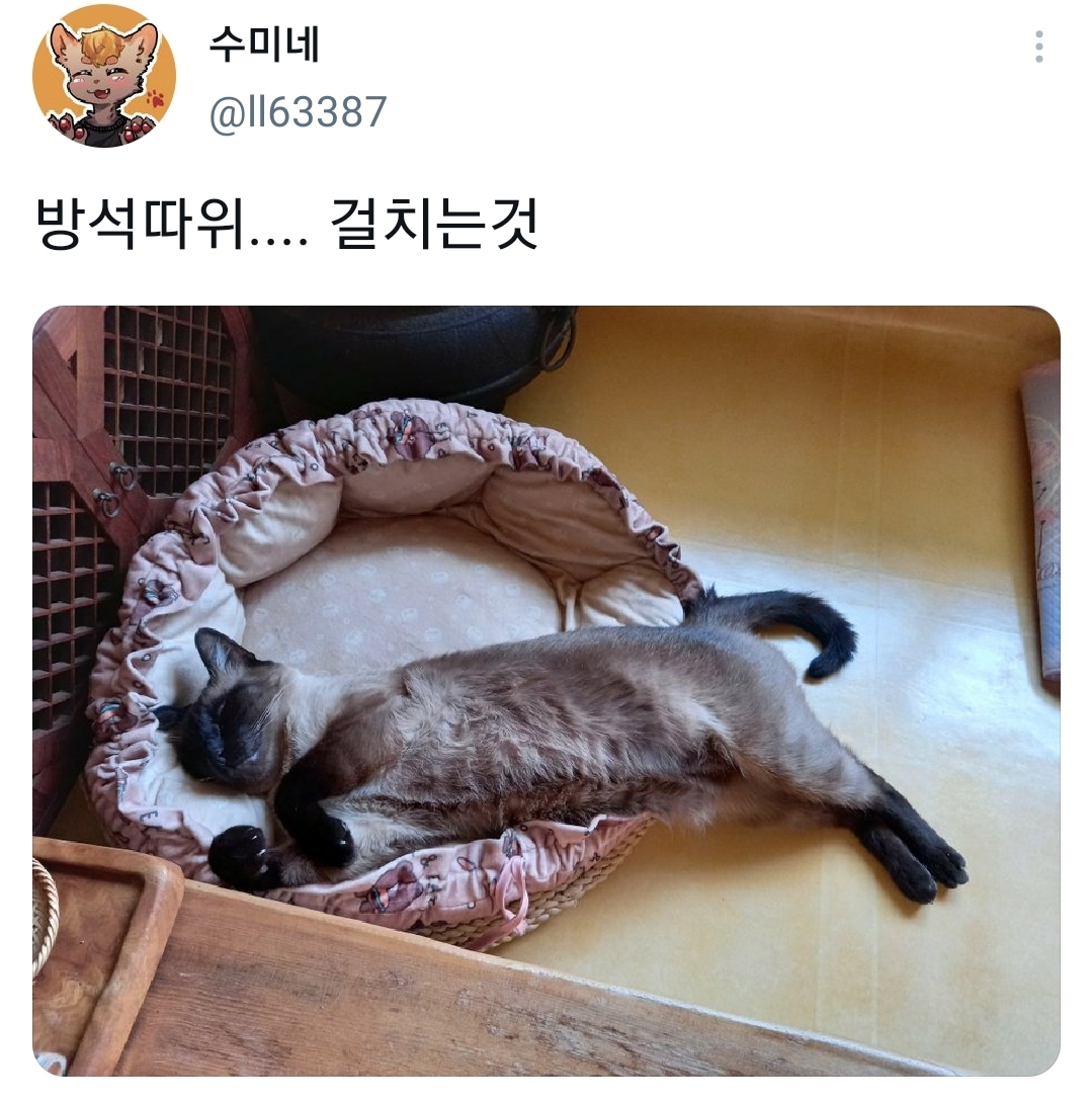 웃긴-포즈로-잠자는-고양이-대회.twt-9-이미지
