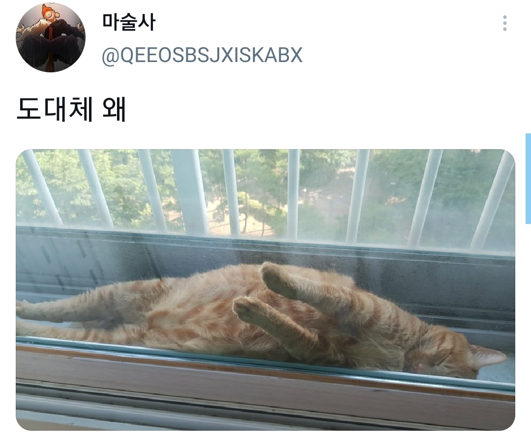 웃긴-포즈로-잠자는-고양이-대회.twt-8-이미지