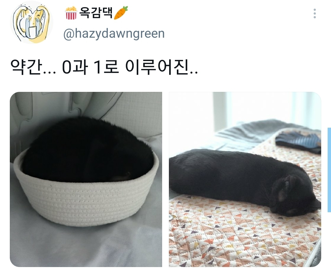 웃긴-포즈로-잠자는-고양이-대회.twt-15-이미지