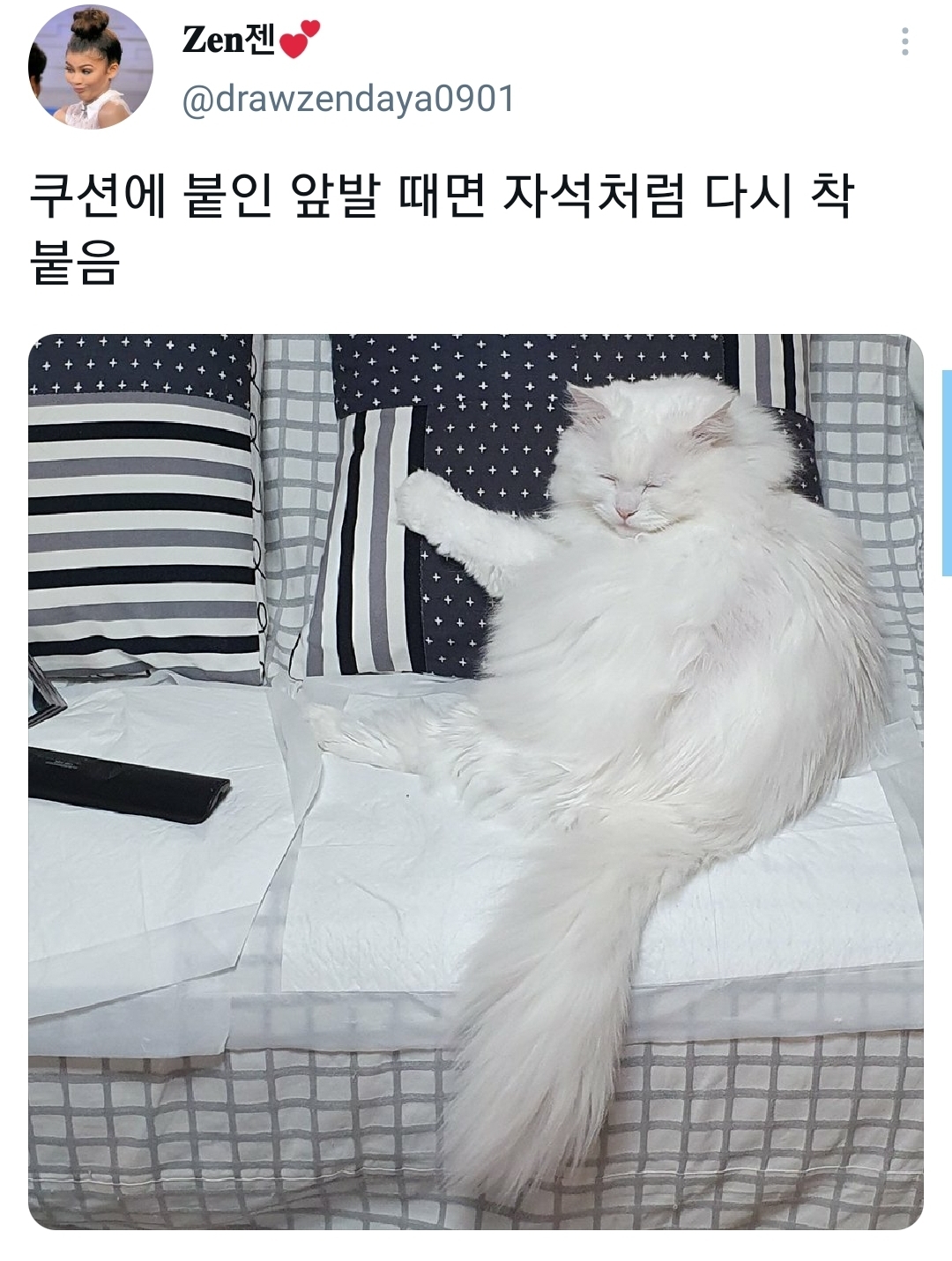 웃긴-포즈로-잠자는-고양이-대회.twt-20-이미지