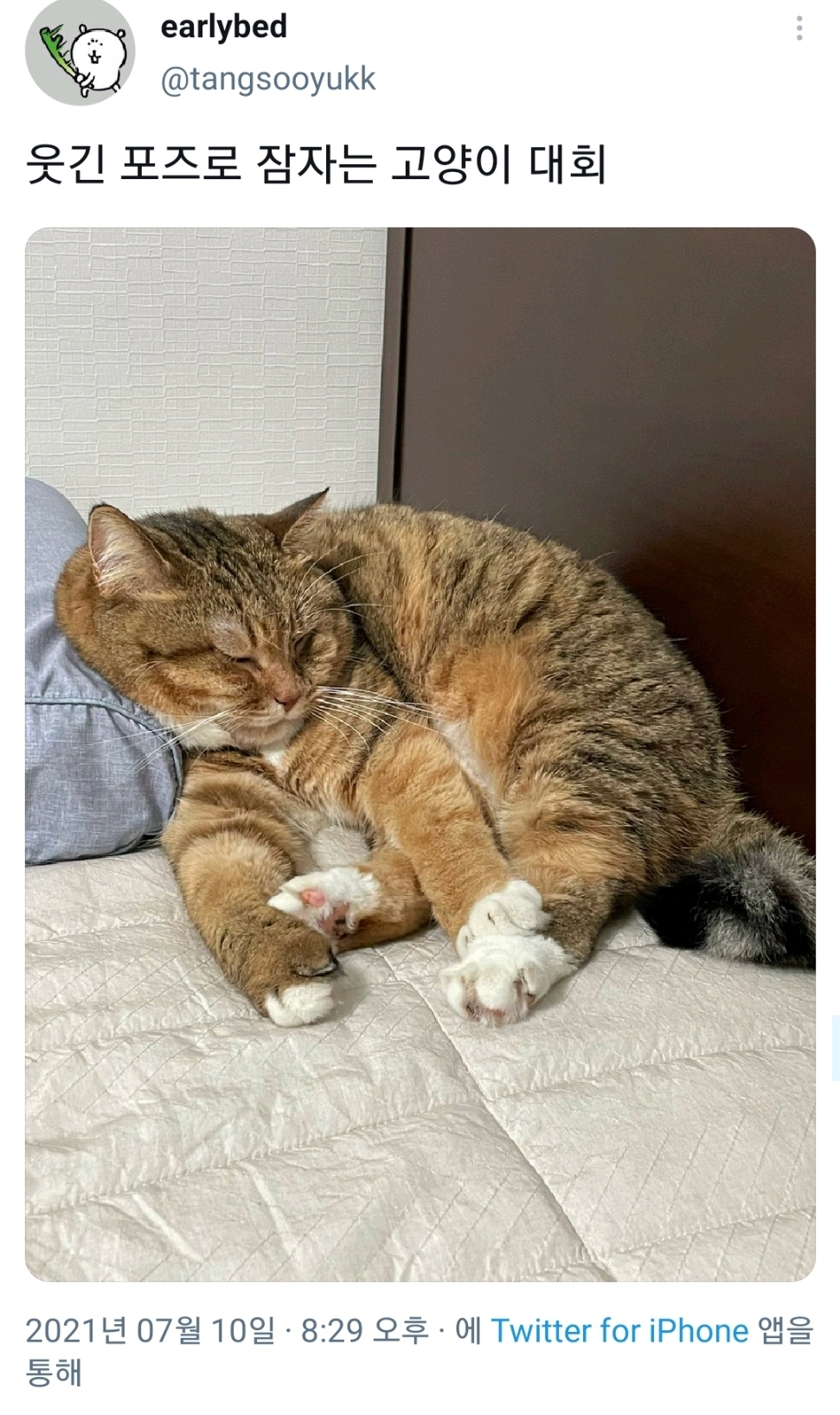 웃긴-포즈로-잠자는-고양이-대회.twt-0-이미지