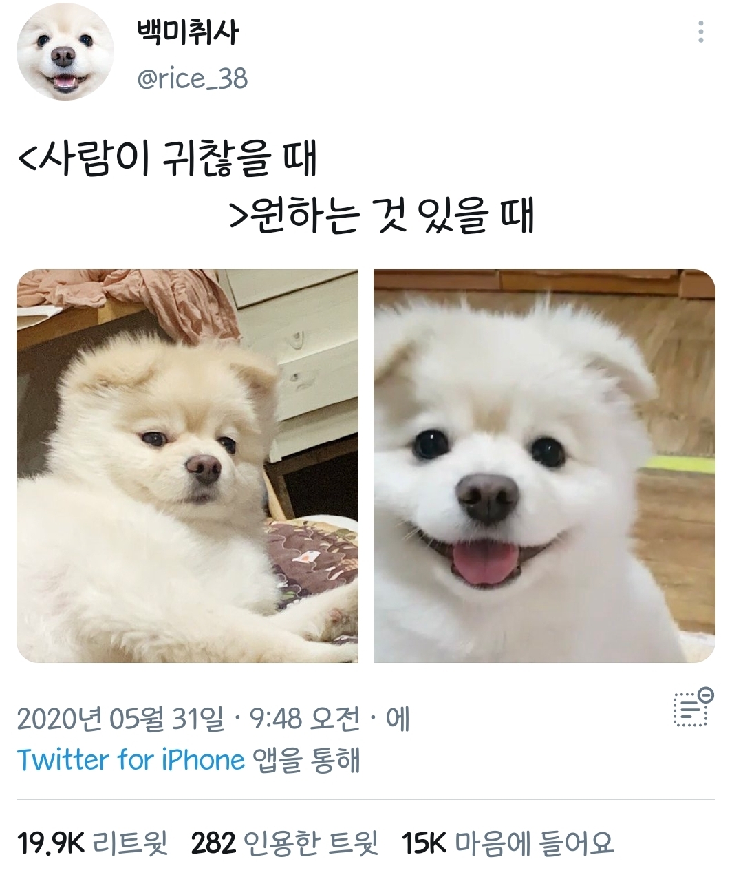 강아지들-표정-차이-1-이미지