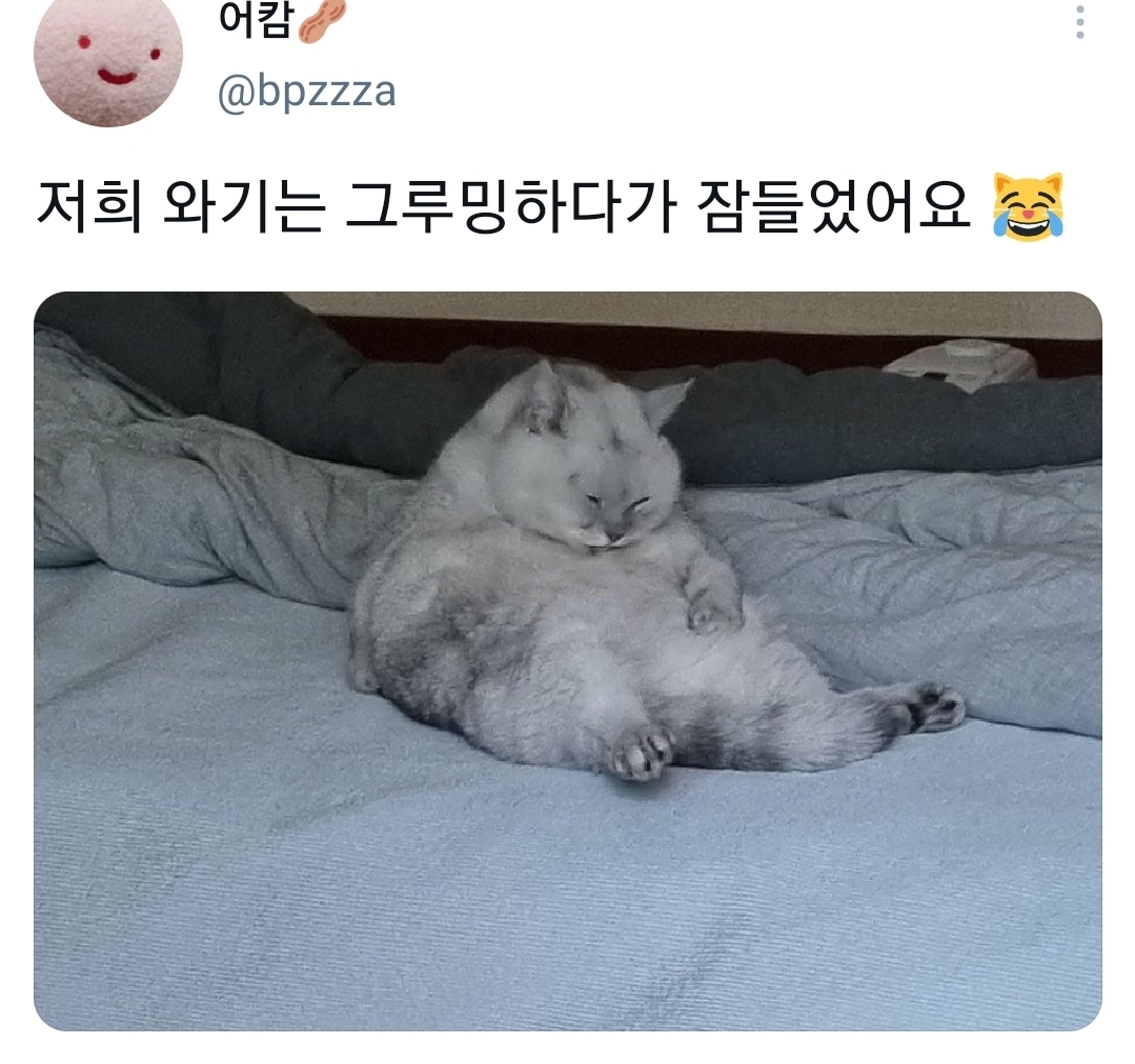 웃긴-포즈로-잠자는-고양이-대회.twt-22-이미지
