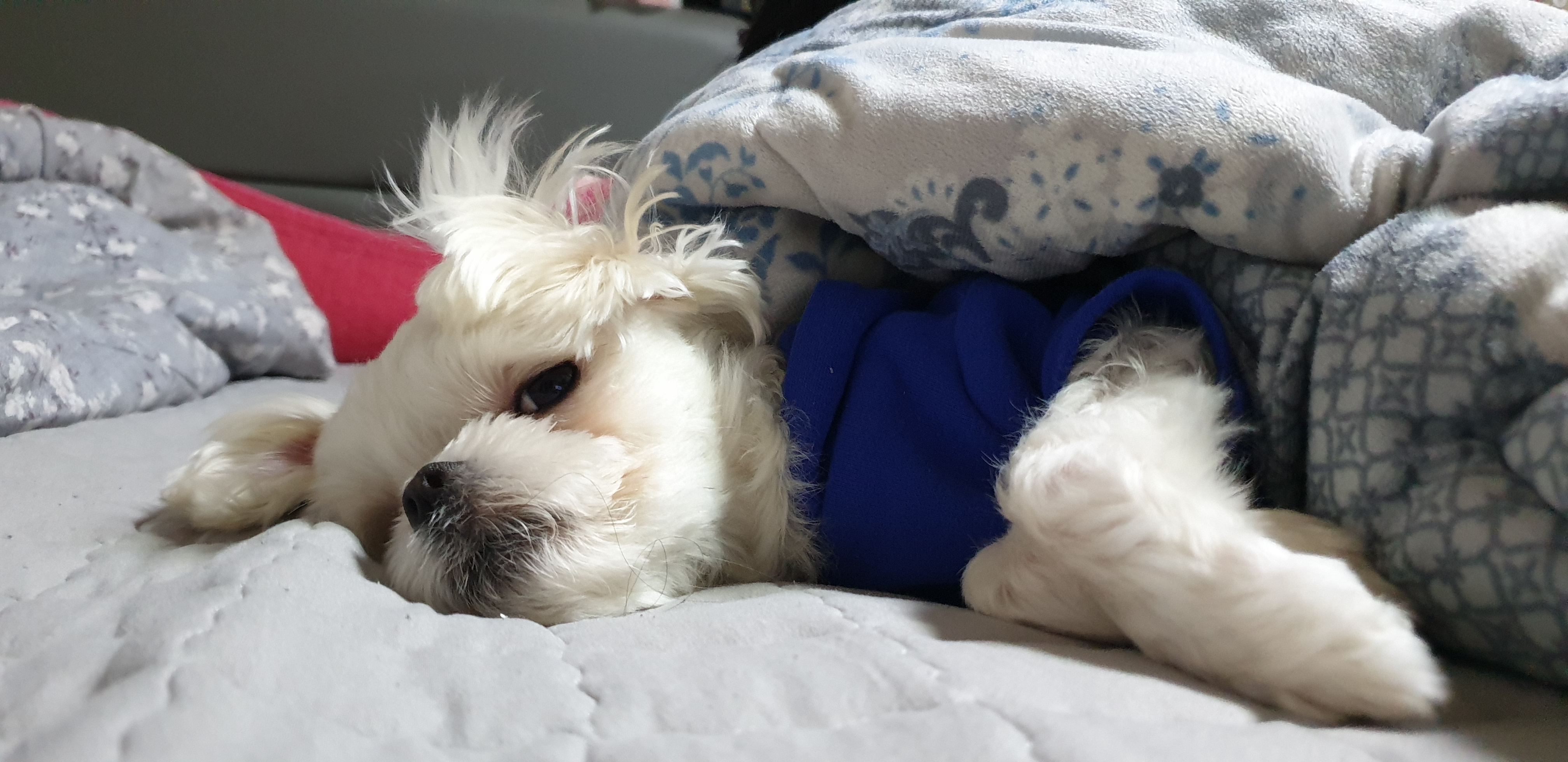 강아지들-표정-차이-2-이미지