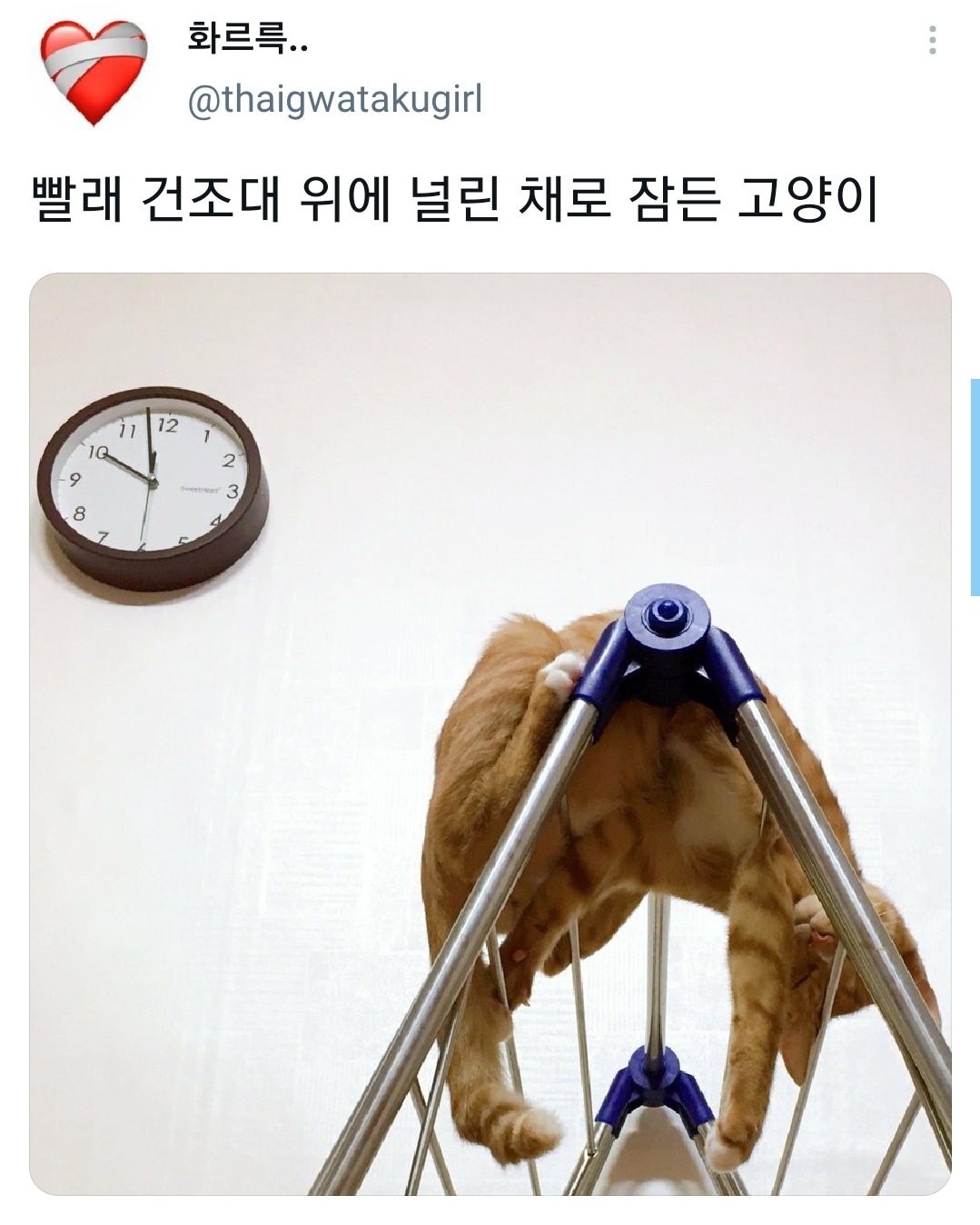 웃긴-포즈로-잠자는-고양이-대회.twt-3-이미지