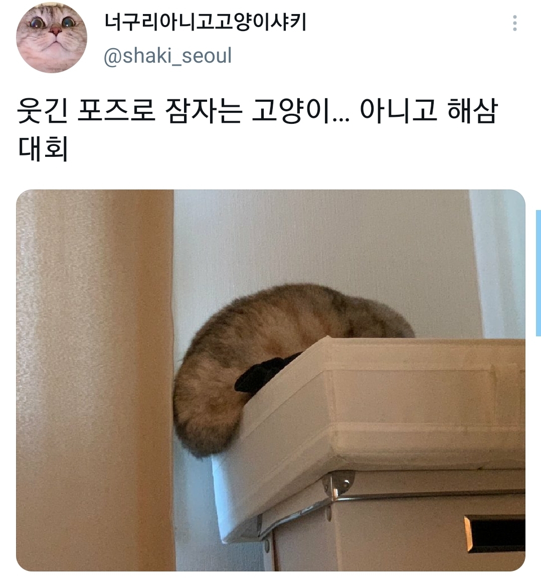 웃긴-포즈로-잠자는-고양이-대회.twt-11-이미지