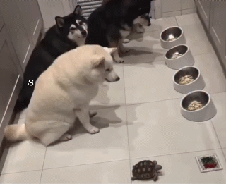 토끼와의-대결에서-승리한-거북이의-달라진-위상-1-이미지