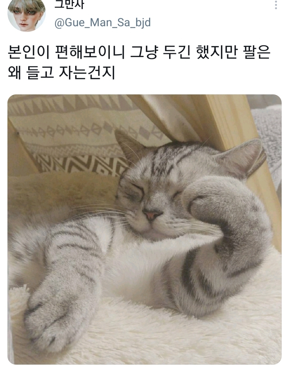 웃긴-포즈로-잠자는-고양이-대회.twt-7-이미지