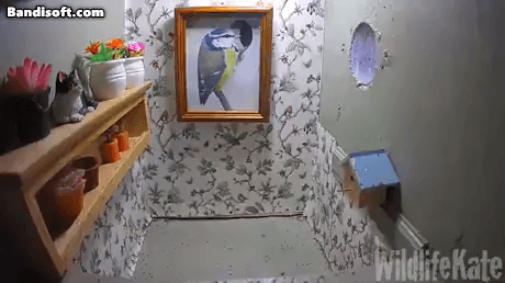 사람이-인테리어까지-챙겨준-집을-새가-들어와서-구경하는데-0-이미지