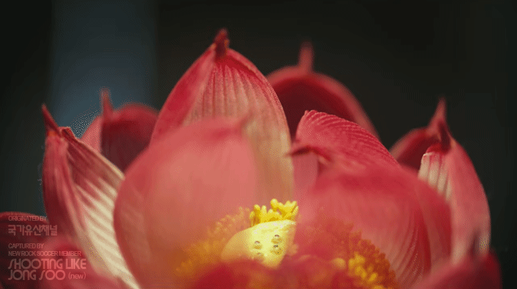 국가유산채널-:-중국유산으로-오해받던-가장-화려한-우리-유산,-궁중채화-2-이미지