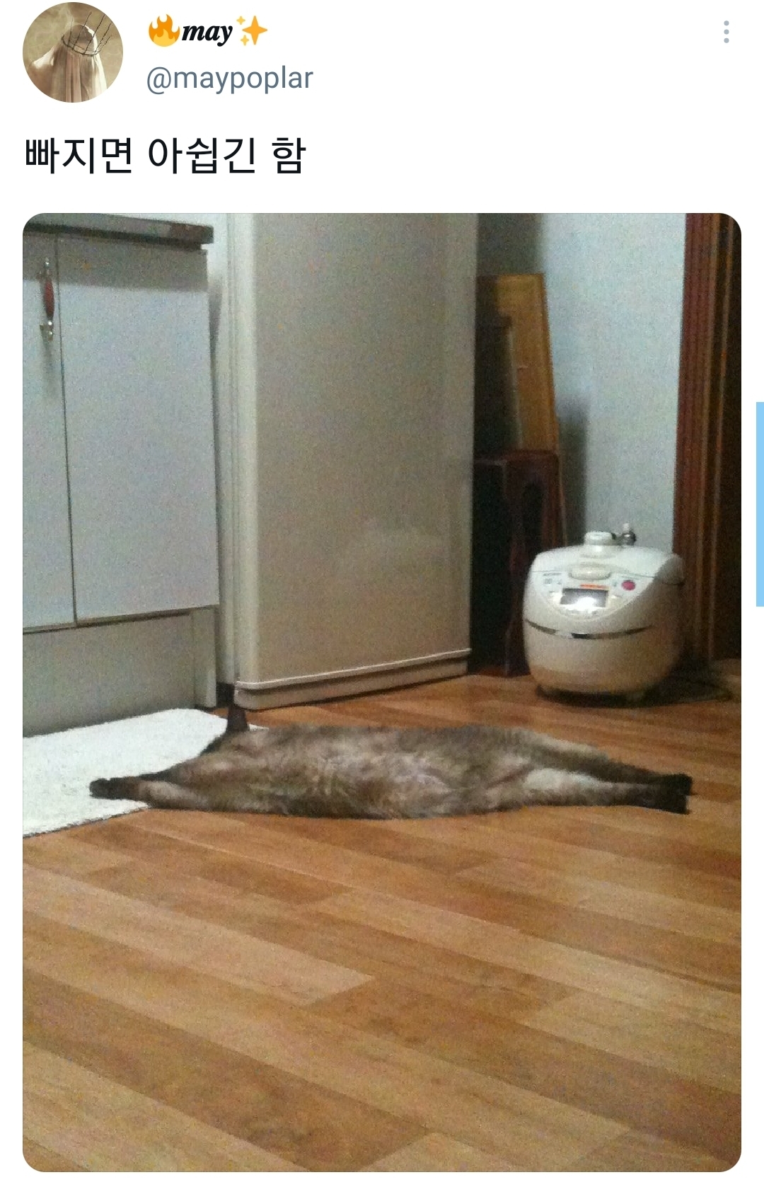 웃긴-포즈로-잠자는-고양이-대회.twt-14-이미지